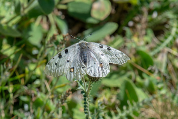 Papilionidae / Apollo / Apollo / Parnassius apollo