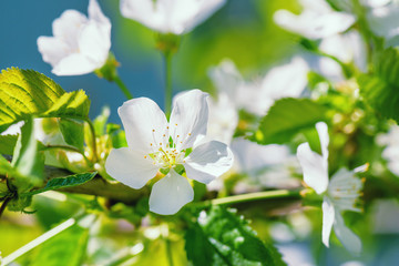 Flowers of apple with green leaves against the blue sky.Apple Blossom Photo.Apple tree blossom. Blooming apple tree in the sunlight.