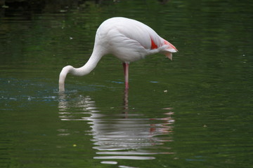 flamant rose