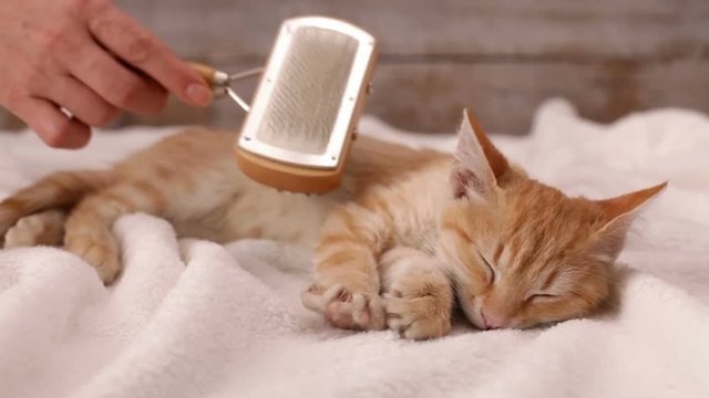 Woman hand brush an orange tabby cat fur with special brush - the cute kitten enjoy grooming while lying on soft cloth - static camera