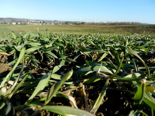 Landschaft, Natur,  Bäume