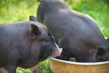 Pig. Berkshire Pig or Kurobuta Pig is a pig-breeding business in your free time. Pig production is the cultivation and breeding of domestic pigs.