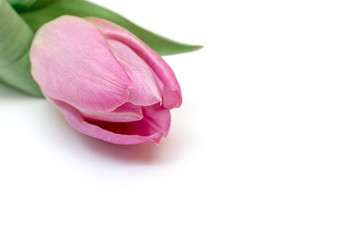 Pink tulip on white background, floral spring minimalistic design with copy space