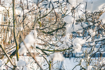 Naklejka premium Snow-covered bushes