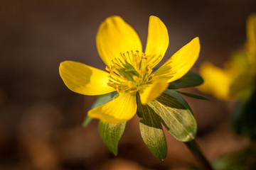 Beautiful single yellow flower. One of the first to blossom in the spring. Only old and dry fallen leaves all around. Lovely macro shot taken on sunny warm  early spring evening. Pure nature.