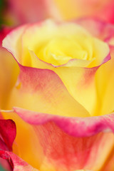 Fototapeta na wymiar Rose. Red Yellow rose in the garden. Flower red yellow.