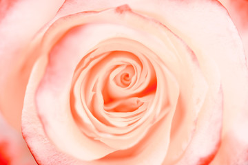 Obraz na płótnie Canvas Coral rose close-up. Flower. Selective focus. Soft coral rose color..