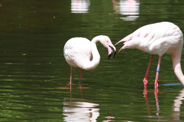 flamant rose