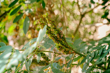 Acacia in spring. acacia flower. Acacia, commonly known as the wattles or acacias, is a large genus of shrubs and trees in the subfamily Mimosoideae of the pea family Fabaceae.