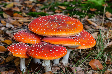 fly agaric in the forest