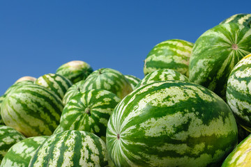 Lot of ripe watermelons against the blue sky. Closeup of a green watermelon.