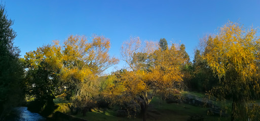 Obraz premium Green and yellow forest in autumn