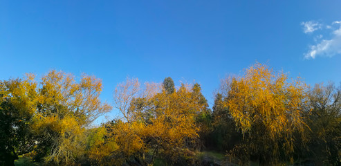 Fototapeta na wymiar Green and yellow forest in autumn