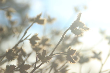 Beautiful natural background with delicate bokeh and spring sprigs of wild plants