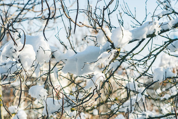 Snow-covered bushes