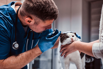 Veterinarian examining cat ear infection with an otoscope in a vet clinic. - obrazy, fototapety, plakaty