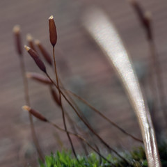 Moss bud on a dry morning winter day