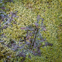 Frosty moss and leaves