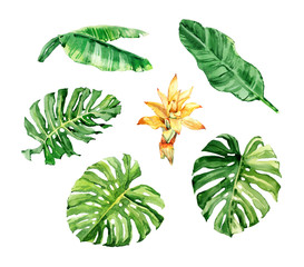 Watercolor hand drawn rainforest and banana leaves and flowers illustration set isolated on white background