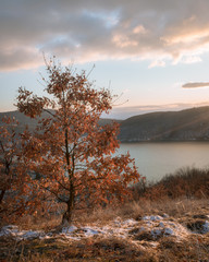 An orange leaves Oak tree up in the hill