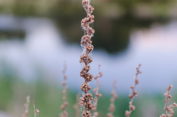flor seca rio tormes