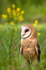 Barn Owl perched taken in central MN under controlled conditions