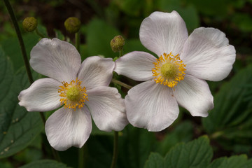 Fototapeta premium Anemone tomentosa two flowers with anther and stamens visible