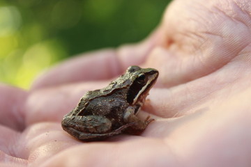 Obraz premium Little cute cold frog with spotty skin sits on hands