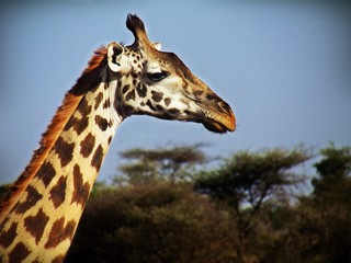 Giraffe