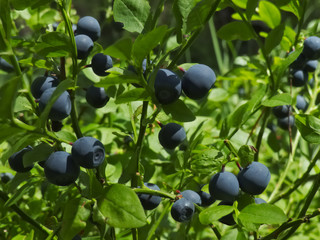 Bilberry shrub with ripe berries