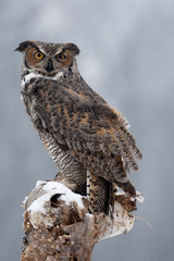 Great Horned Owl taken in central MN under controlled conditions