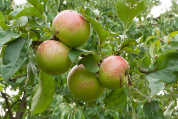 Four ripe apple fruits on the tree in organic garden on branch in orchard