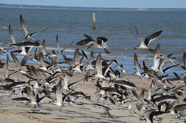 Gulls on the beach