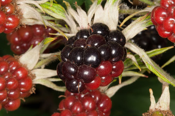 Ripening blackberry fruits in black i red colors from red to black