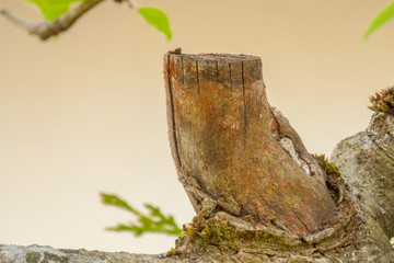 Dried apple tree branch fragment infected by fungus disease on light background