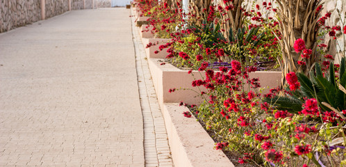Fototapeta na wymiar park outdoor panorama photography with paved straight road and garden floral flower bed, promenade walking place, copy space