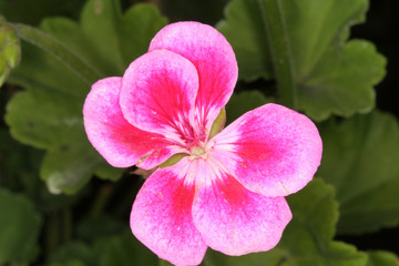 Fototapeta na wymiar Geranium blooming pink and white flower with stamens and anthers closeup view