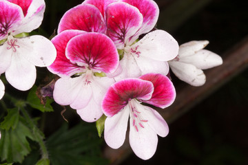 Geranium blooming pink and white flowers with visible stamens and anther
