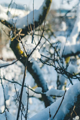 Snow-covered bushes