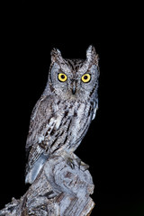 Western Screech-owl at night