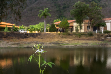 Fototapeta na wymiar flower on the lake