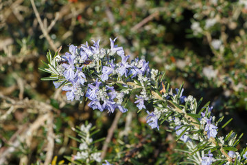 Rosemary branch in a garden during spring