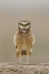 Burrowing Owl taken in south dakota in the wild