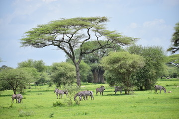 ル アカシアとシマウマ