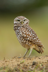 Burrowing Owl, Florida Subspecies, taken in Cape Coral Florida in the wild
