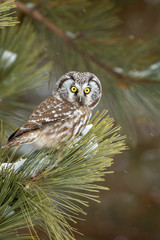 Boreal Owl taken in Northern MN in the wild