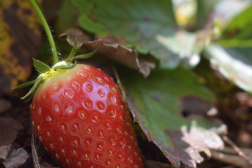 アフリカのイチゴ