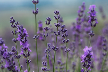 Fototapeta premium Lavender flowers growing in a summer field in Crimea