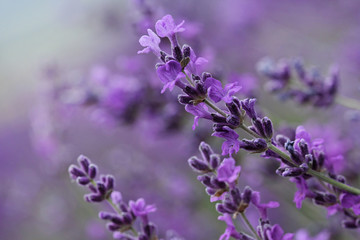 Blooming lavender in the field, beautiful natural background