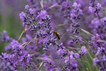 Blooming lavender in the field, beautiful natural background